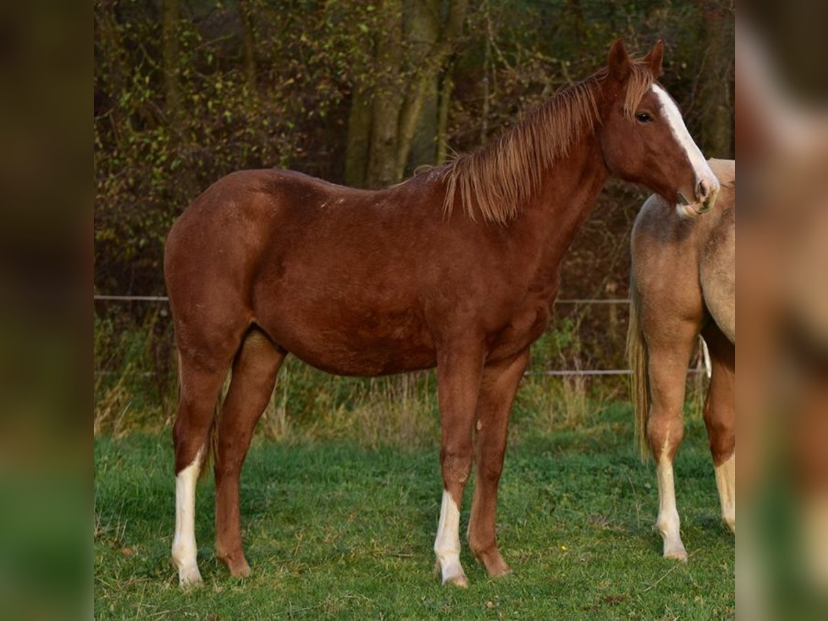 Caballo cuarto de milla Semental 1 año Alazán-tostado in Laubach