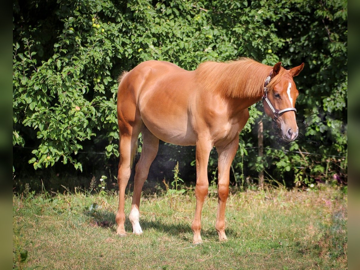 Caballo cuarto de milla Semental 1 año in Memmingen