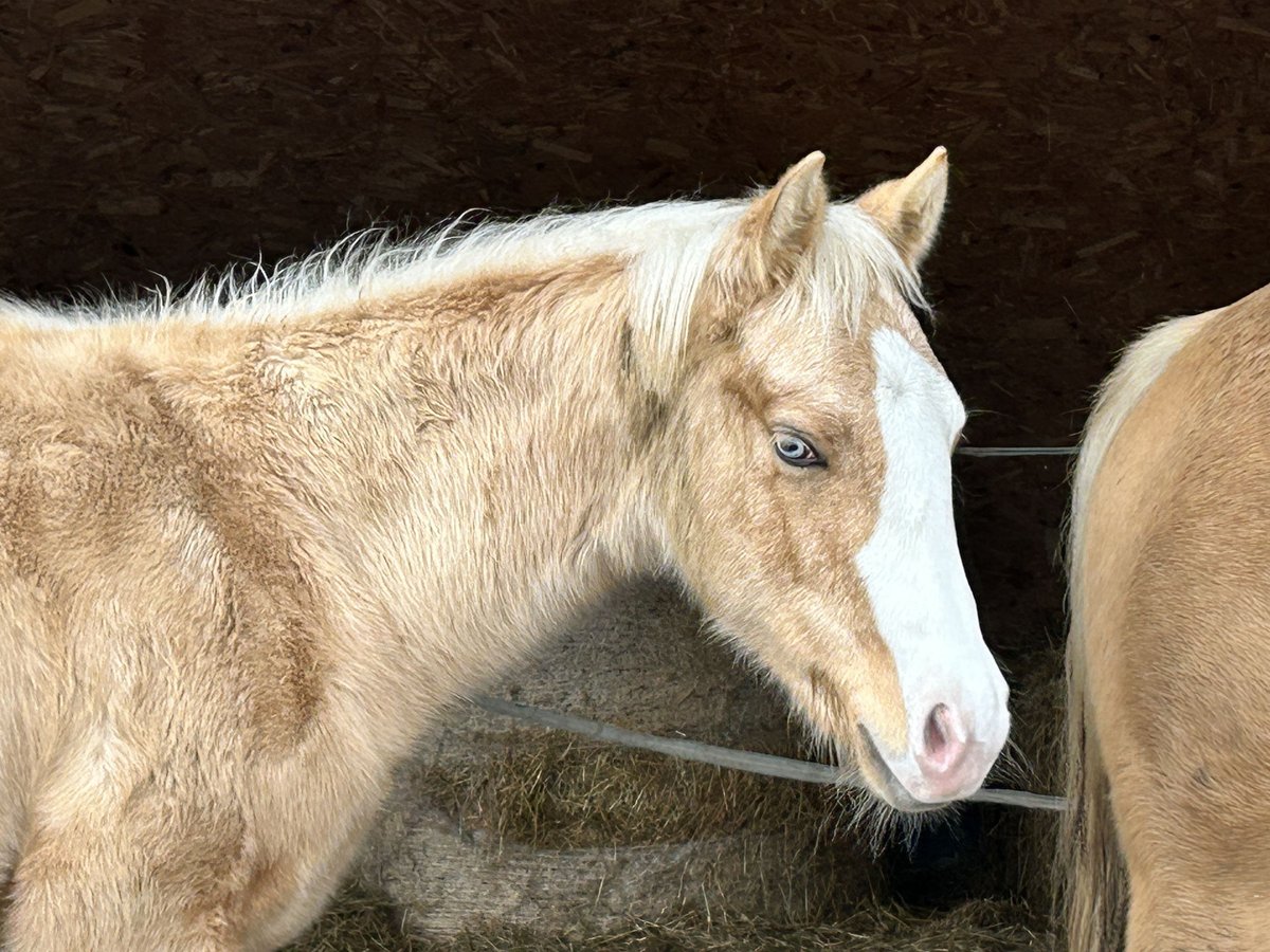 Caballo cuarto de milla Semental 1 año Palomino in Deggenhausertal