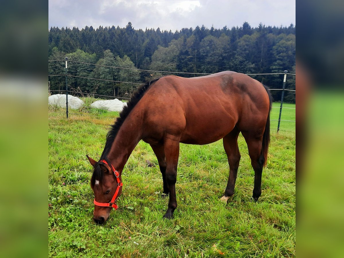 Caballo cuarto de milla Semental 2 años 153 cm Castaño in St. Aegidi