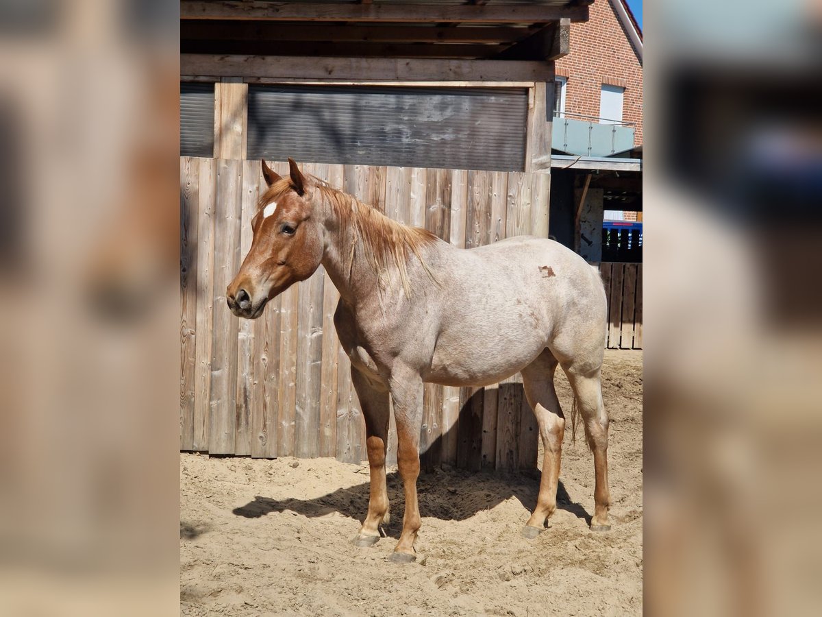 Caballo cuarto de milla Semental 2 años 158 cm Ruano alazán in Winsen (Aller)