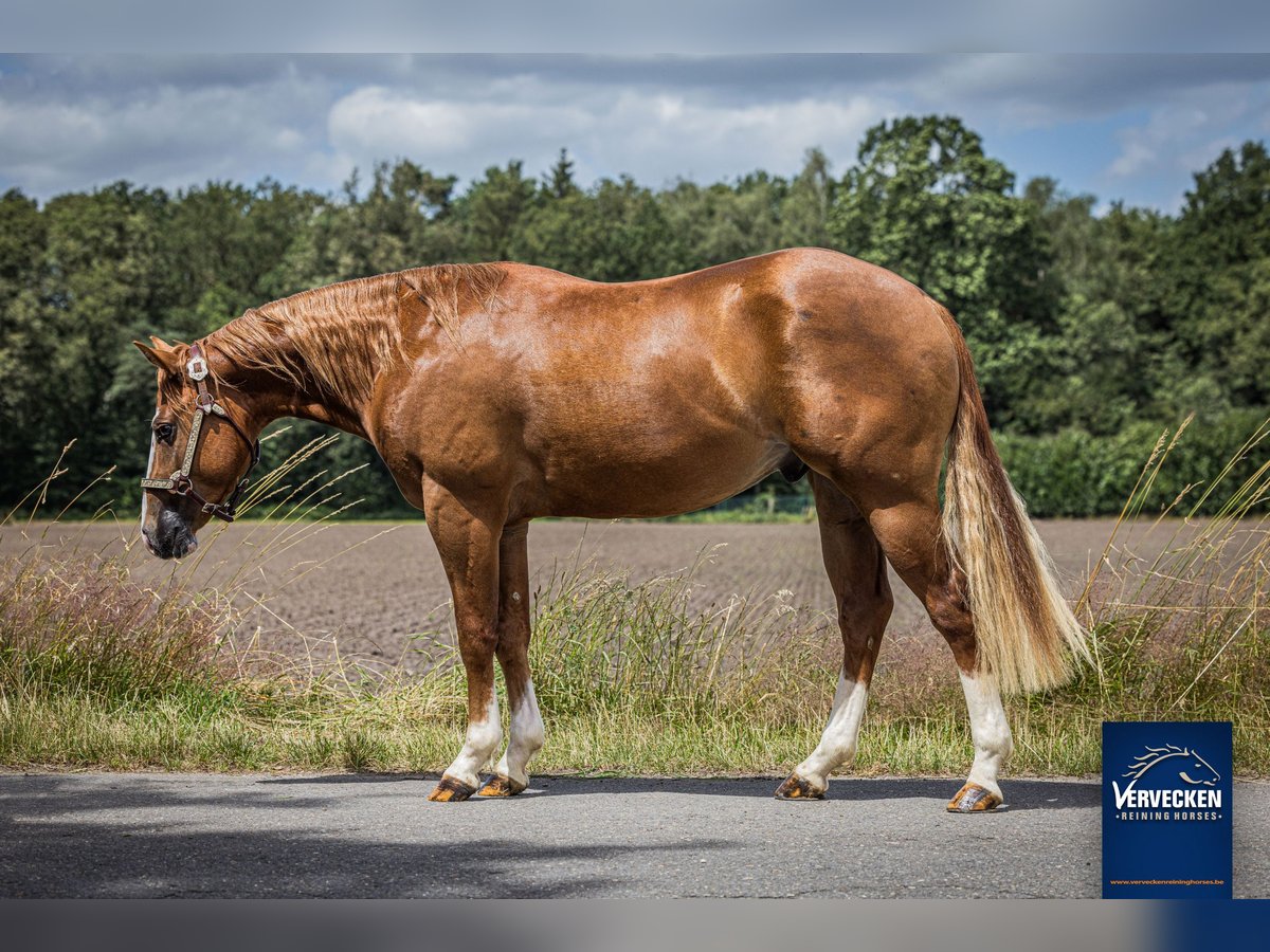 Caballo cuarto de milla Semental 2 años Alazán in Oud-Turnhout