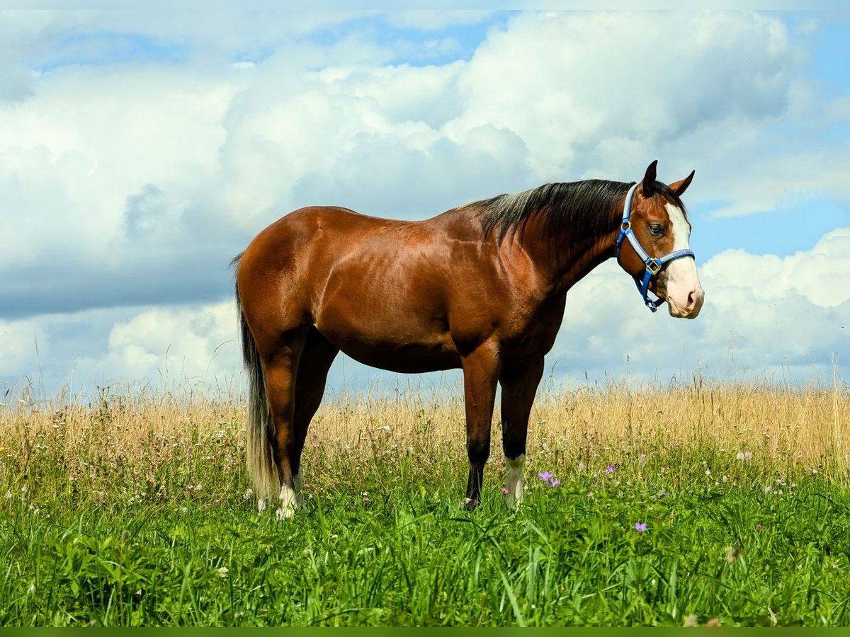 Caballo cuarto de milla Semental 2 años Castaño in Bitz