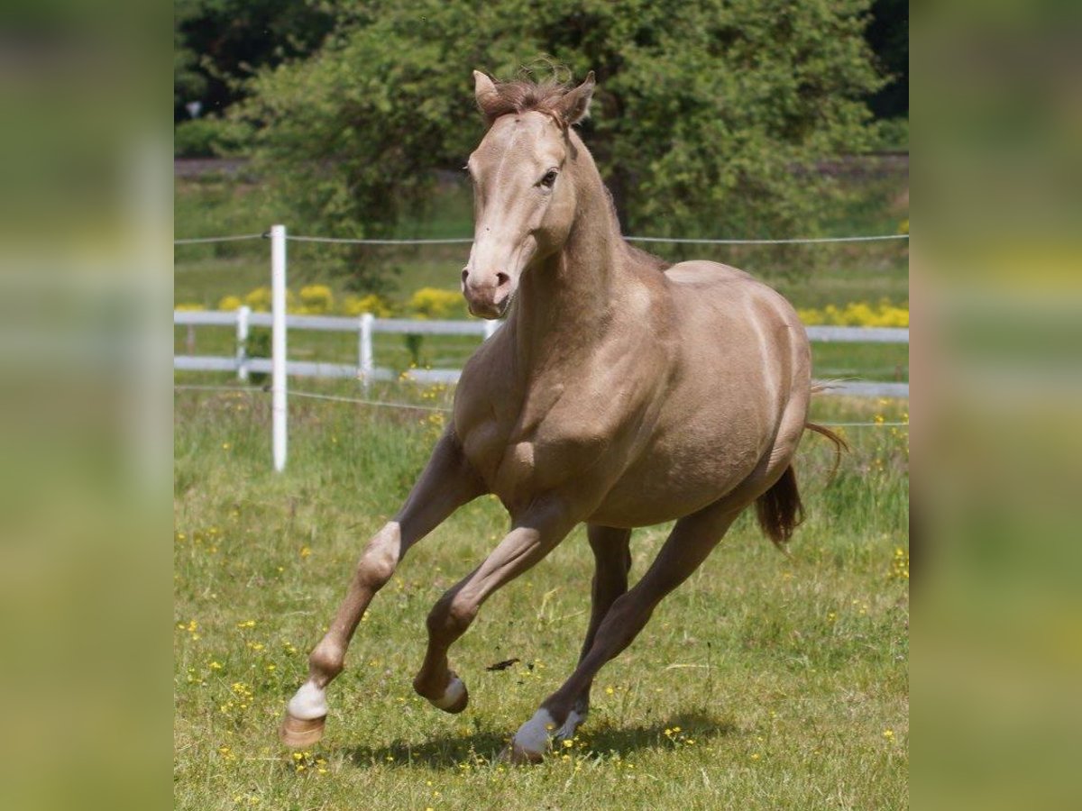 Caballo cuarto de milla Semental 2 años Champán in Frankfurt