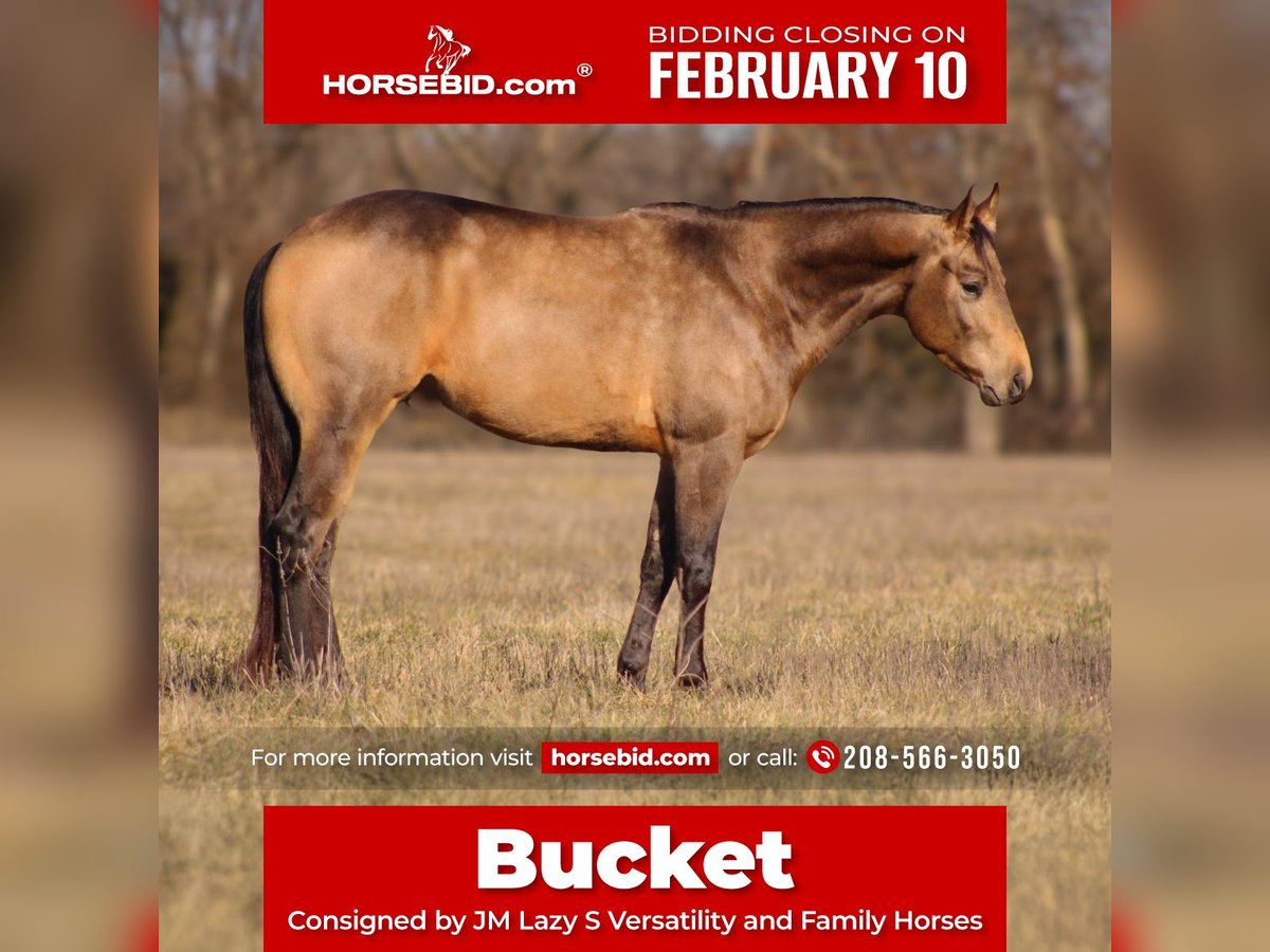 Caballo cuarto de milla Semental 3 años 147 cm Buckskin/Bayo in Baxter Springs, KS