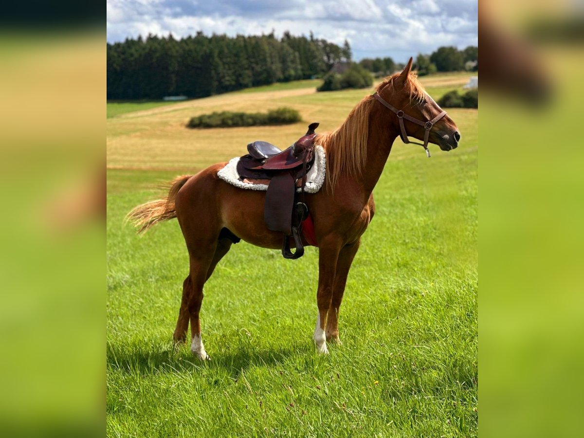 Caballo cuarto de milla Mestizo Semental 3 años 150 cm Alazán in Wimbach