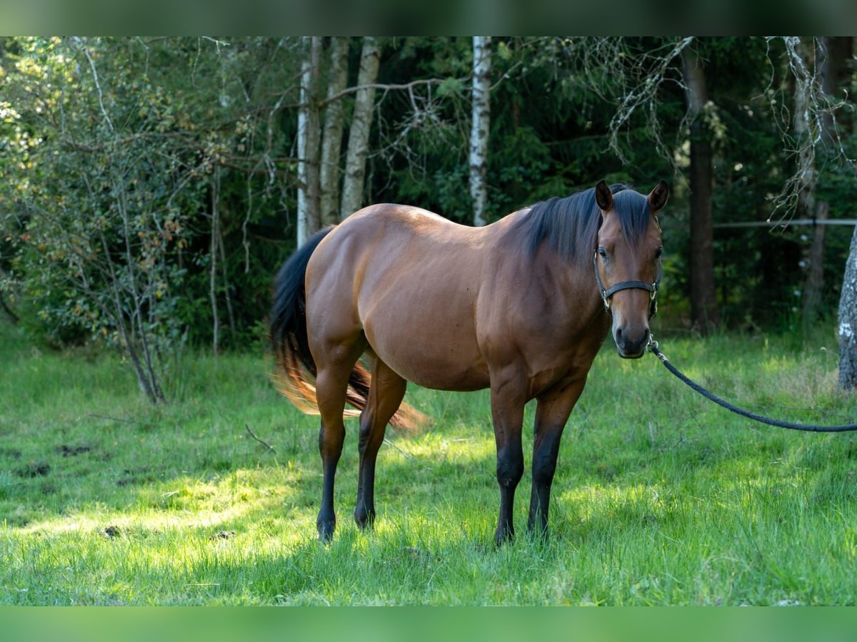 Caballo cuarto de milla Semental 3 años 150 cm Castaño in Fichtelberg