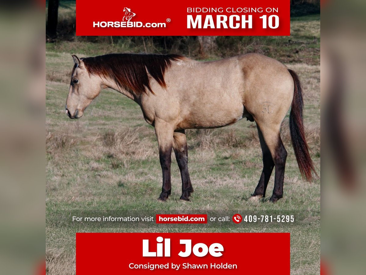 Caballo cuarto de milla Semental 3 años 152 cm Buckskin/Bayo in Wells, TX