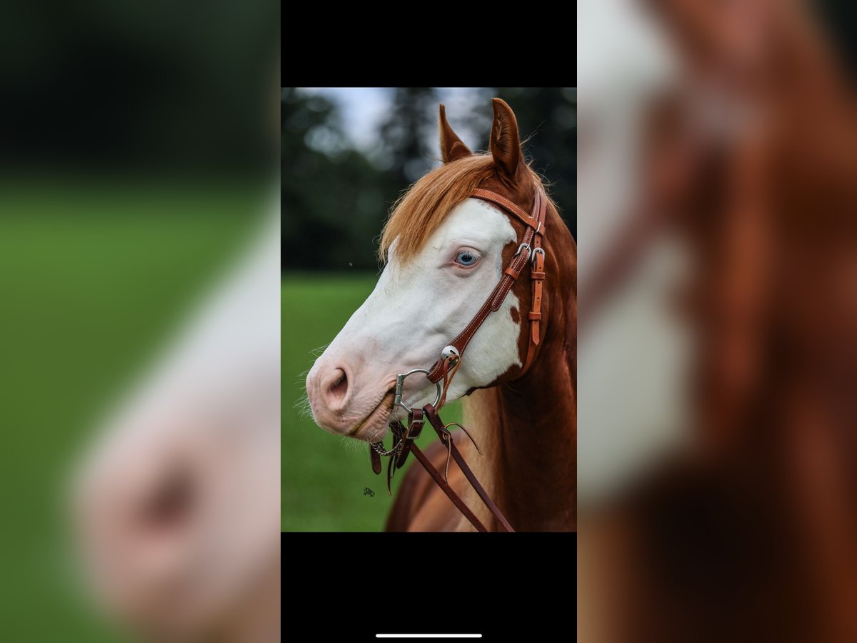 Caballo cuarto de milla Semental 3 años in Winzer