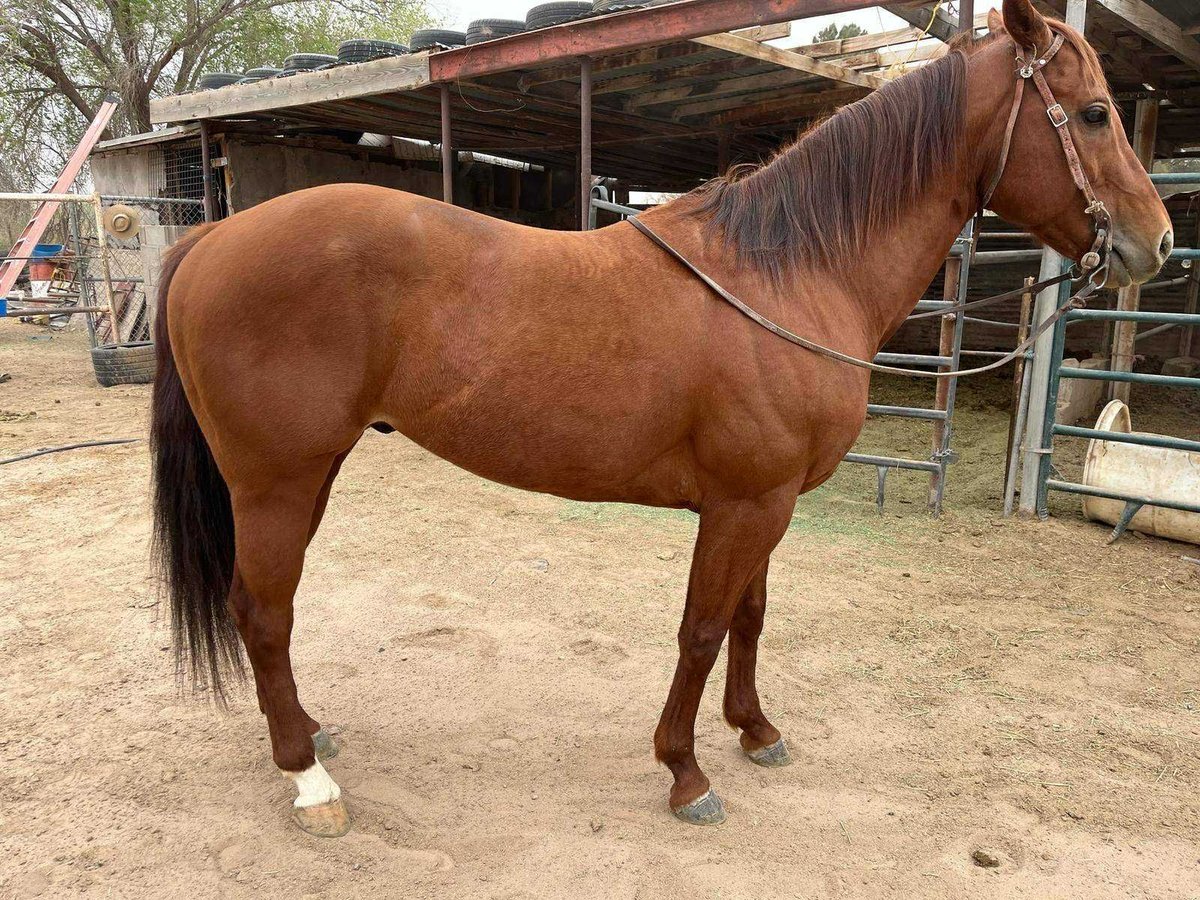 Caballo cuarto de milla Semental 6 años 152 cm Alazán rojizo in Socorra, TX
