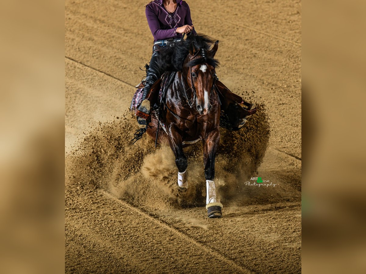 Caballo cuarto de milla Semental Castaño in Tuntenhausen