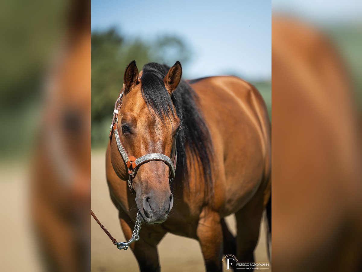 Caballo cuarto de milla Semental Dunalino (Cervuno x Palomino) in Modena