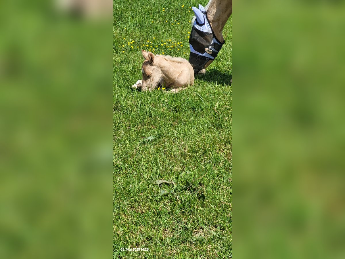 Caballo cuarto de milla Semental  150 cm Palomino in Wormersdorf