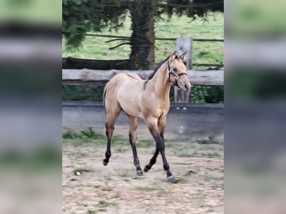 Caballo cuarto de milla Semental Potro (05/2025) 150 cm in Miltenberg