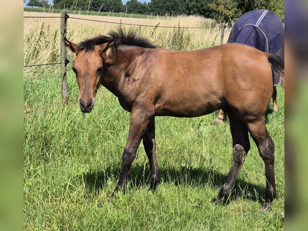 Caballo cuarto de milla Semental Potro (04/2024) 152 cm Bayo in Neustadt am Rübenberge