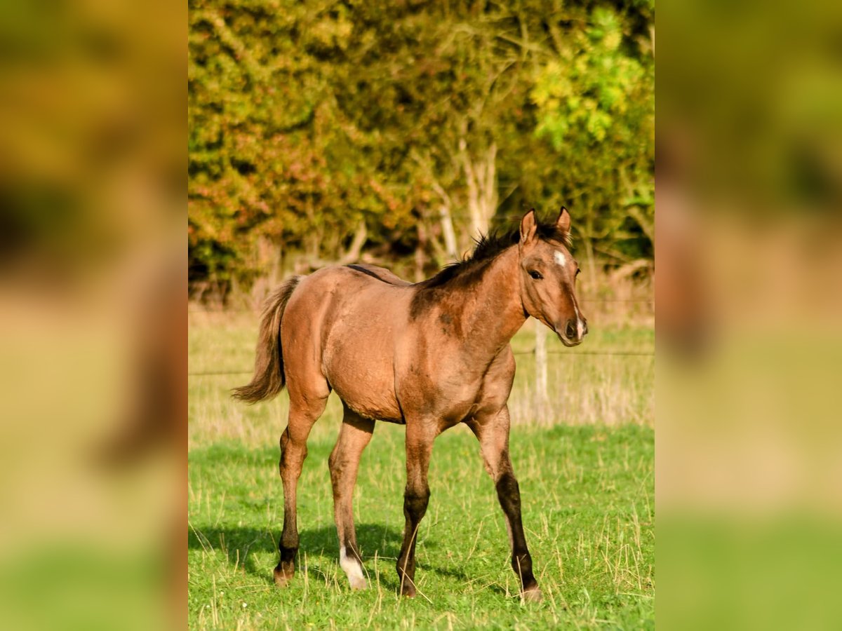 Caballo cuarto de milla Semental Potro (05/2025) 152 cm Bayo in Neustadt am R&#xFC;benberge
