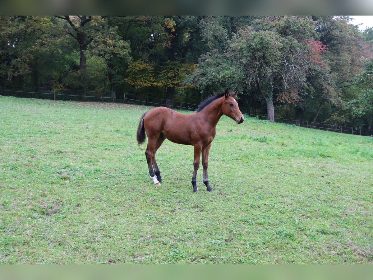 Caballo cuarto de milla Semental Potro (05/2025) 152 cm Castaño oscuro in Neuwied Caballo cuarto de milla Semental Potro (05/2025) 152 cm Castaño oscuro in Neuwied