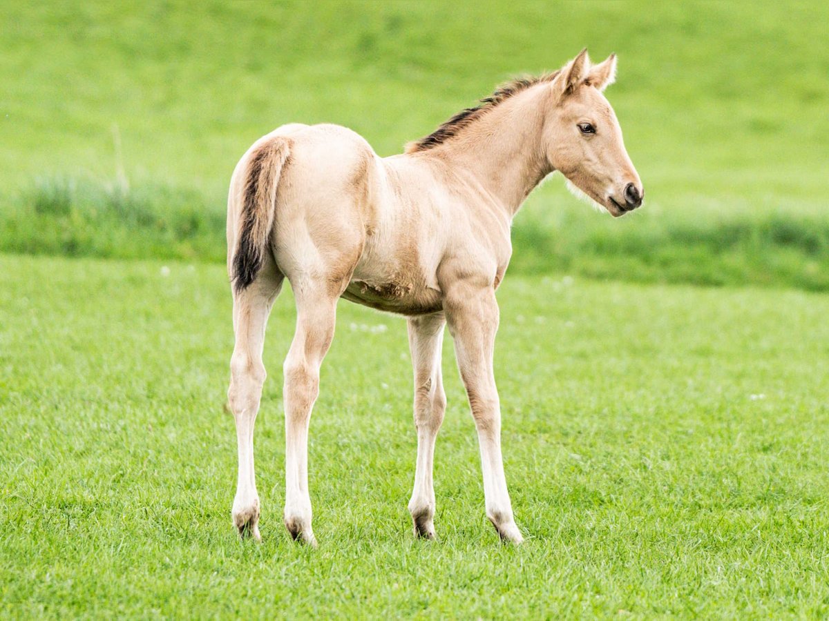 Caballo cuarto de milla Semental Potro (02/2024) 153 cm Buckskin/Bayo in Herzberg am Harz