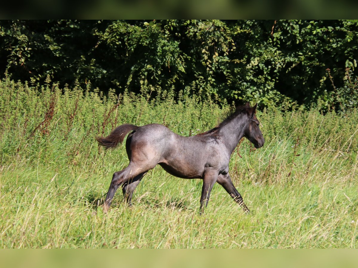 Caballo cuarto de milla Semental Potro (04/2024) 153 cm Ruano azulado in Breitenbach