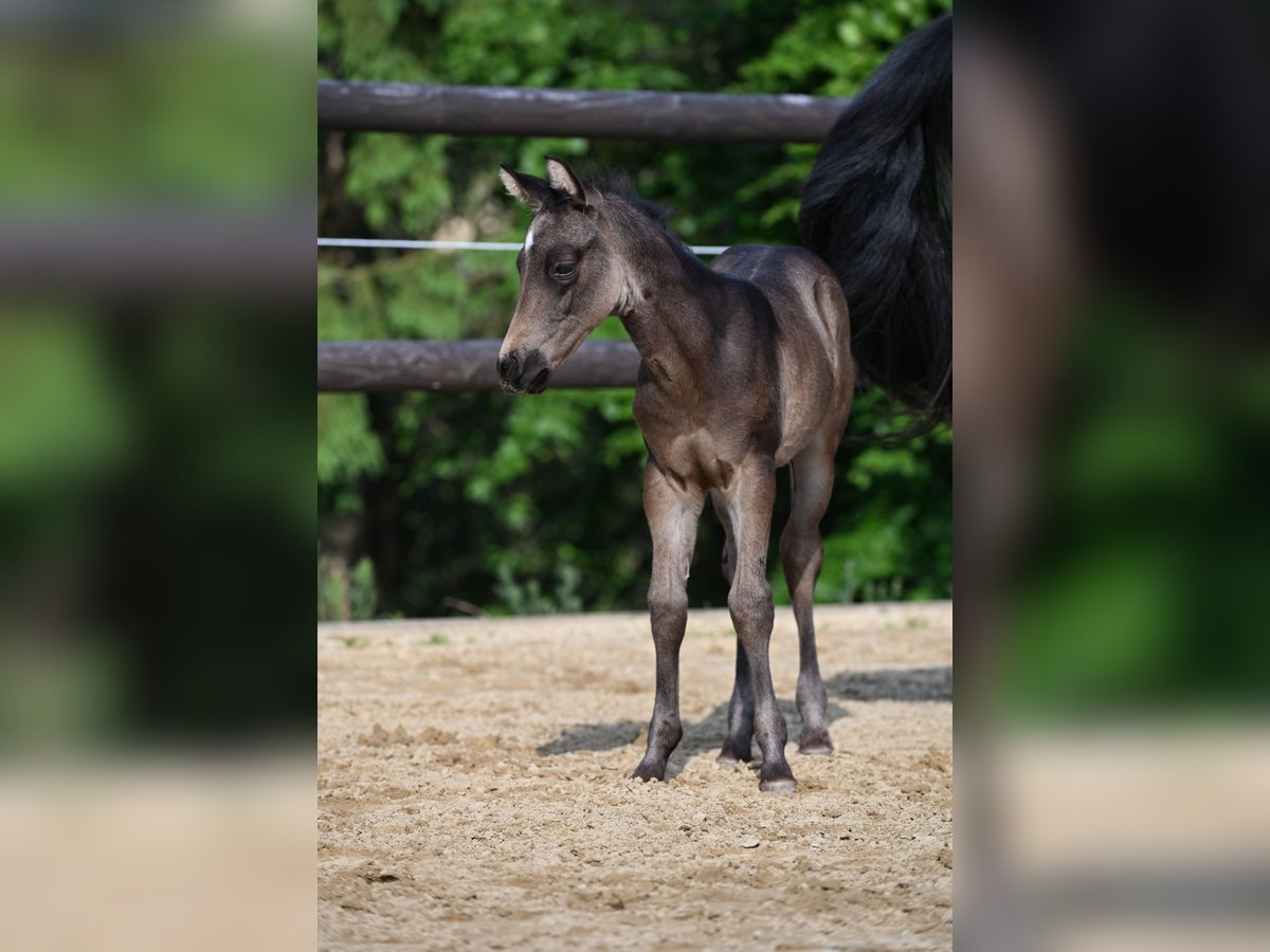 Caballo cuarto de milla Semental  Buckskin/Bayo in Wilhelmsthal