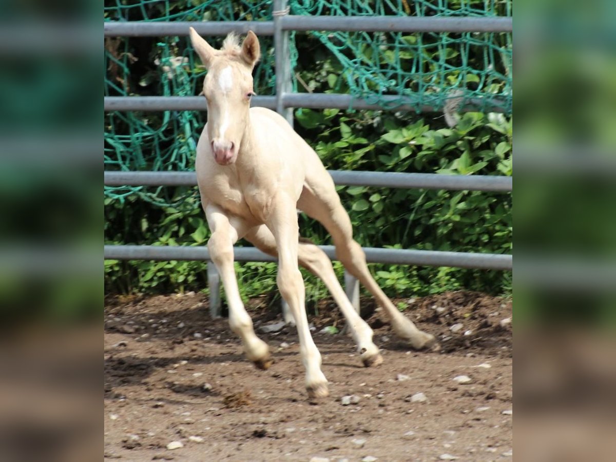 Caballo cuarto de milla Semental Potro (05/2025) Champán in Waldkirchen