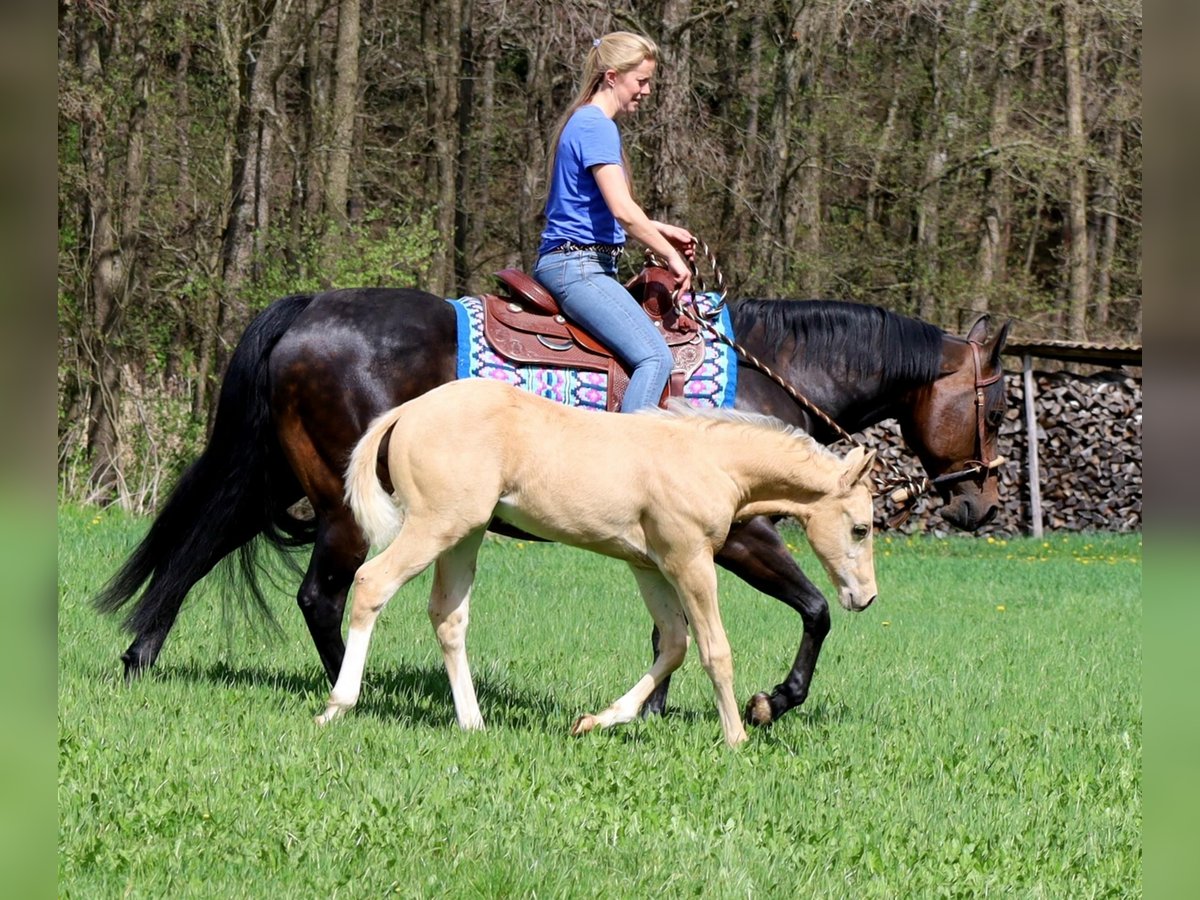 Caballo cuarto de milla Semental  Palomino in Schlammersdorf