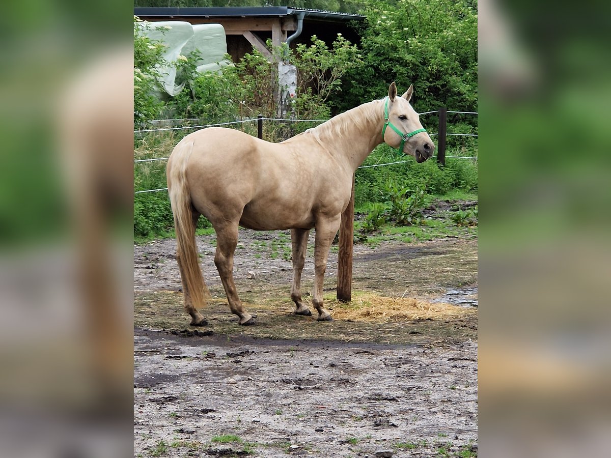 Caballo cuarto de milla Yegua 10 años 150 cm Dunalino (Cervuno x Palomino) in Wagenhoff