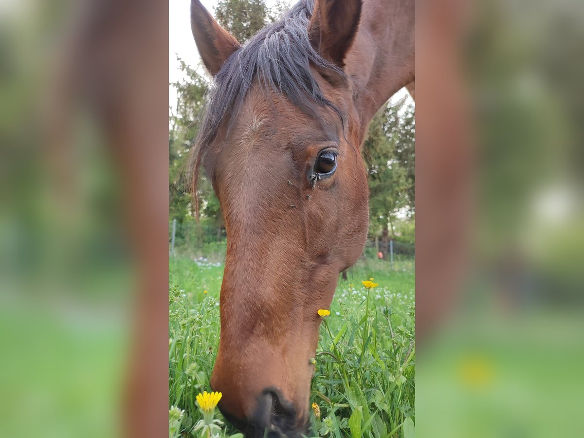 Caballo cuarto de milla Yegua 10 años Castaño in Heilsbronn