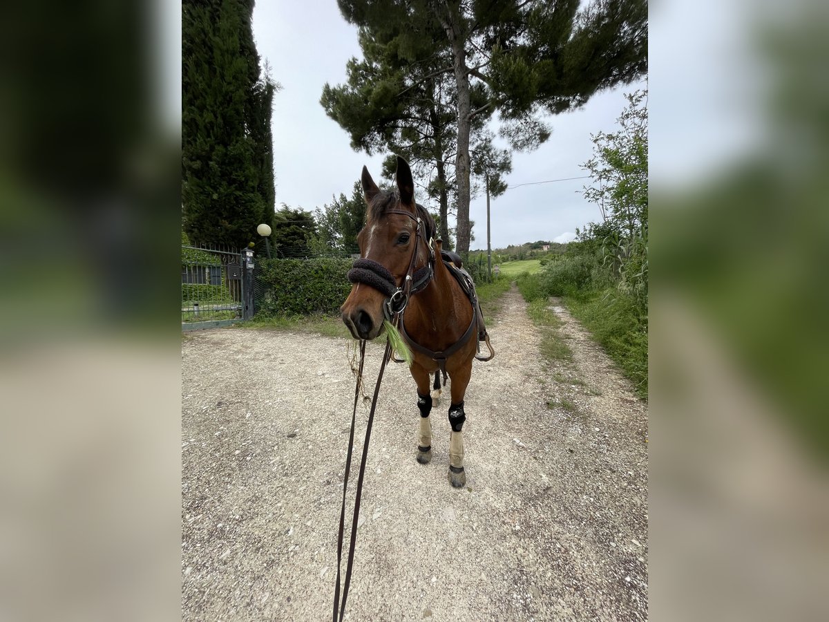 Caballo cuarto de milla Yegua 10 años Castaño in Ancona