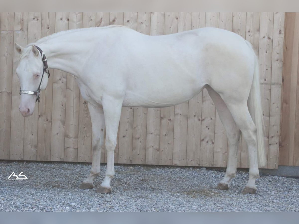 Caballo cuarto de milla Yegua 12 años 147 cm Cremello in Wittlich