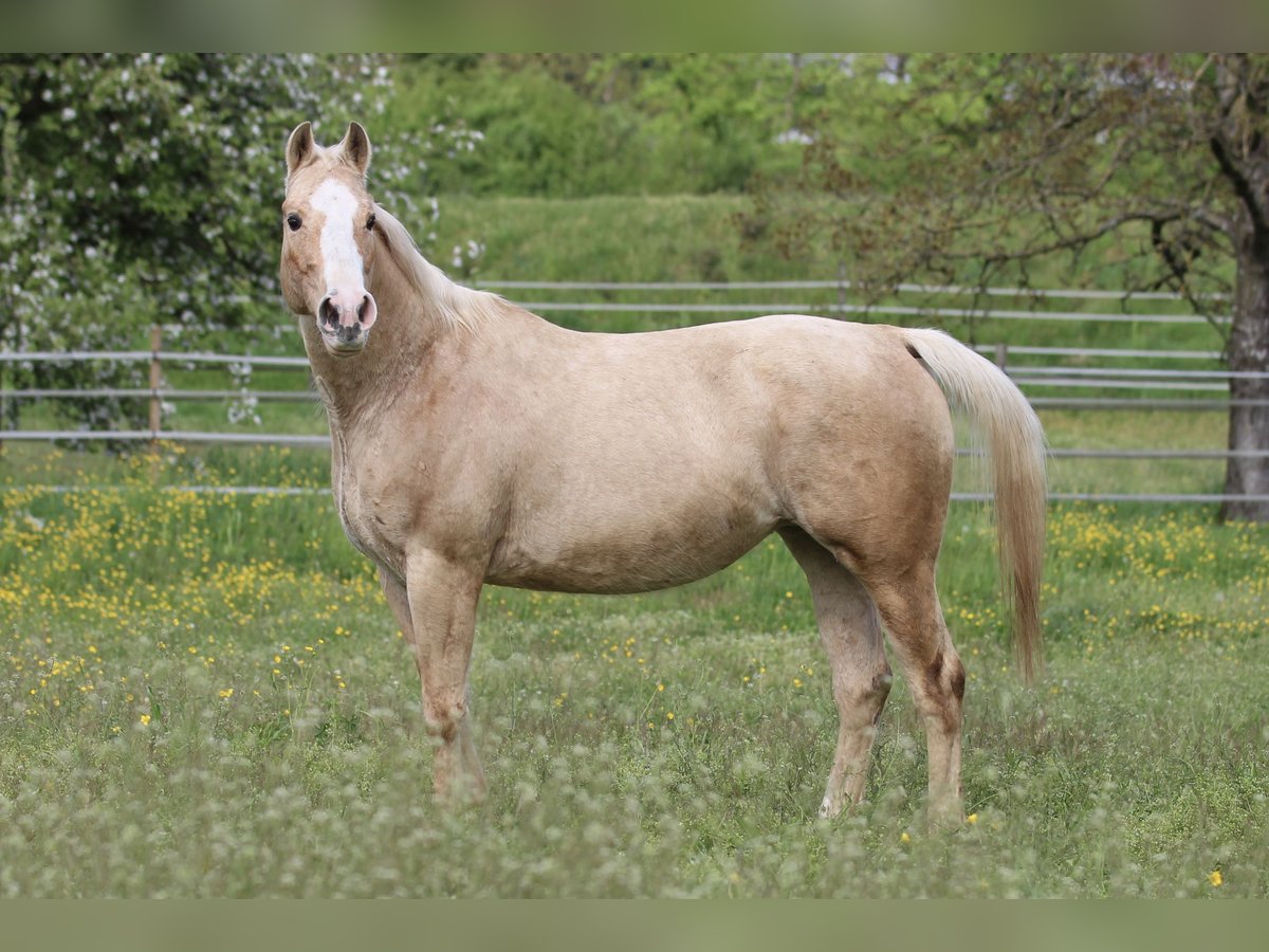 Caballo cuarto de milla Yegua 12 años 148 cm Palomino in Waldshut-Tiengen