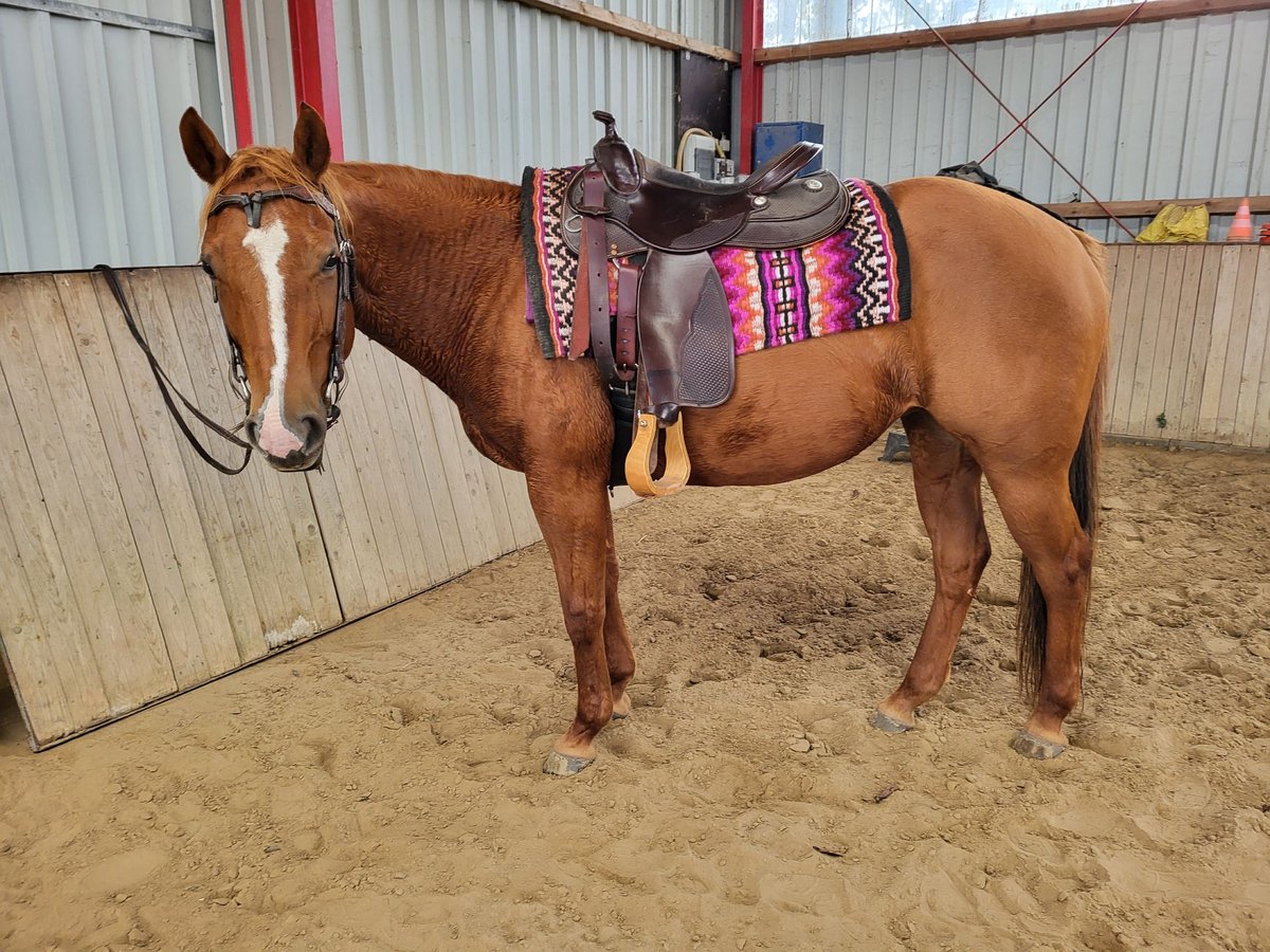 Caballo cuarto de milla Yegua 12 años 148 cm Red Dun/Cervuno in Straelen