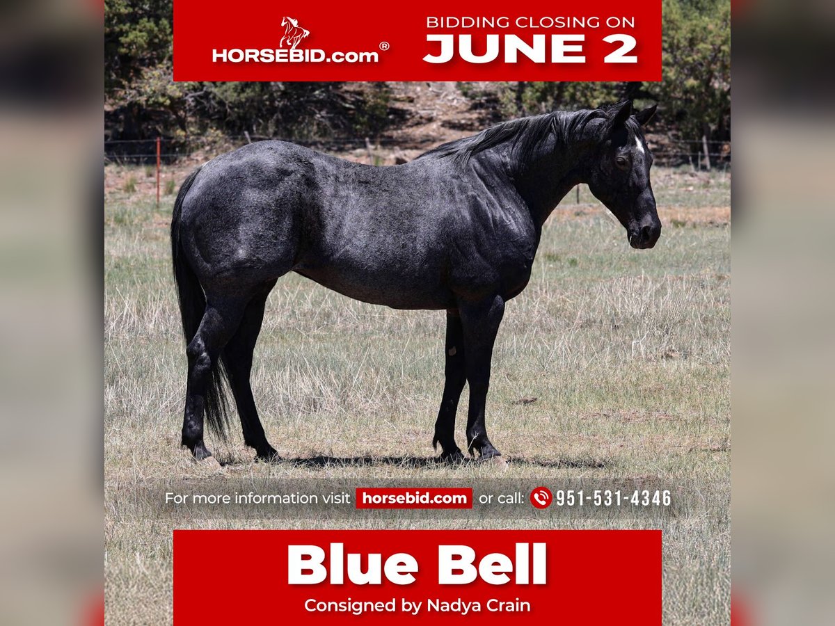 Caballo cuarto de milla Yegua 12 años 152 cm Ruano azulado in Camp Verde, AZ
