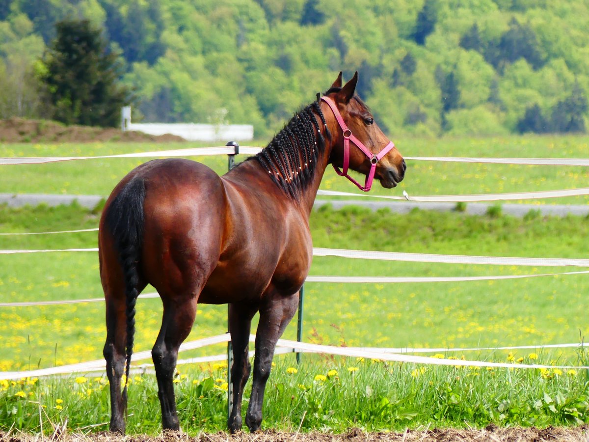 Caballo cuarto de milla Yegua 13 años 147 cm Castaño in Hohenau