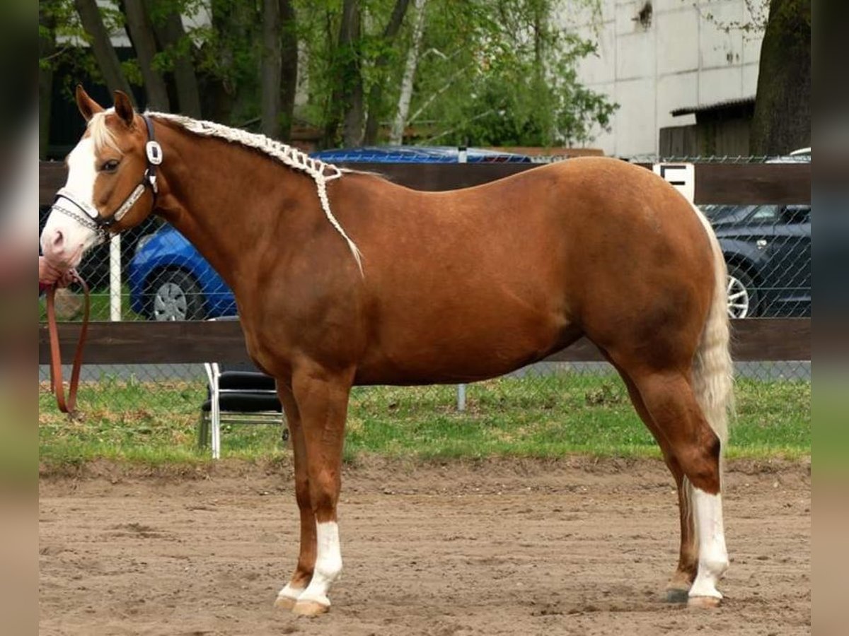 Caballo cuarto de milla Yegua 13 años 148 cm Palomino in Etgersleben