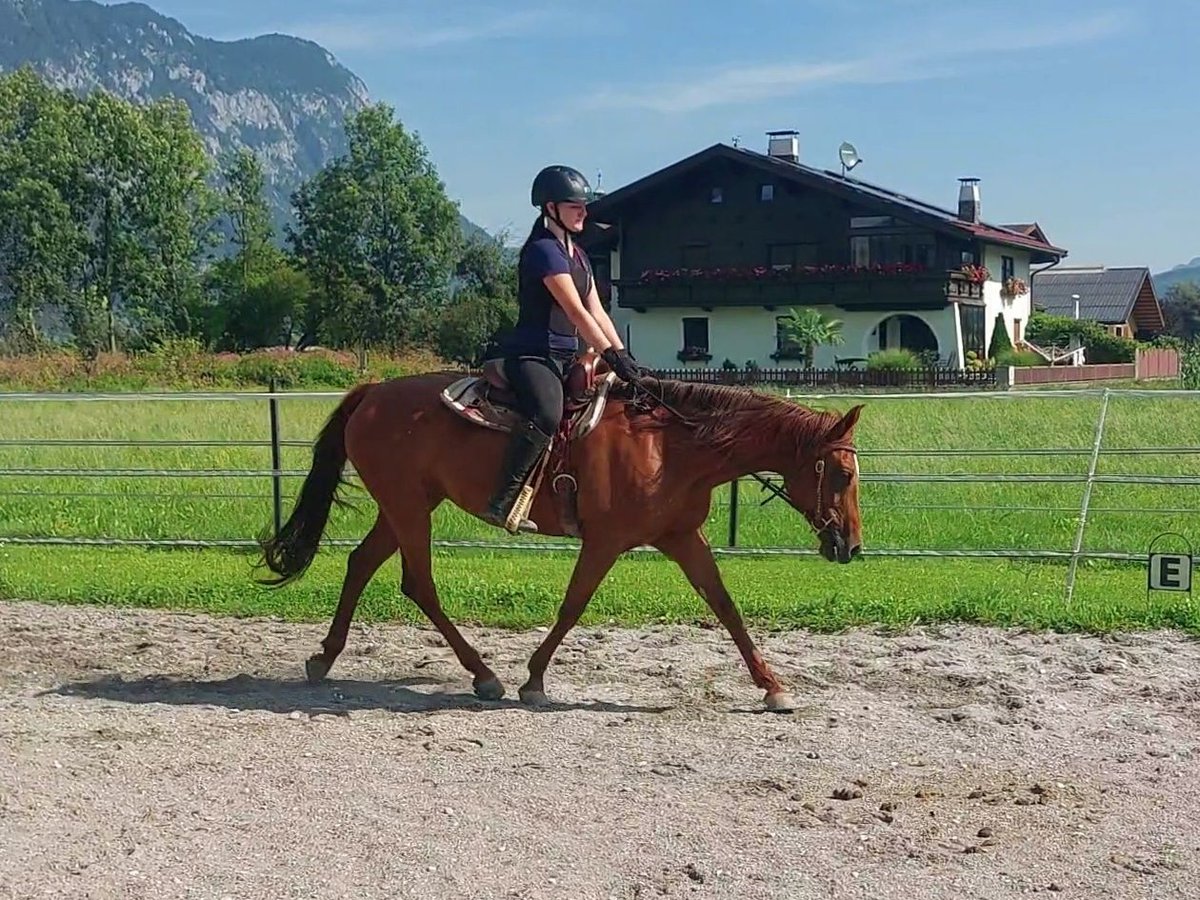 Caballo cuarto de milla Yegua 13 años 150 cm Alazán in Kirchbichl