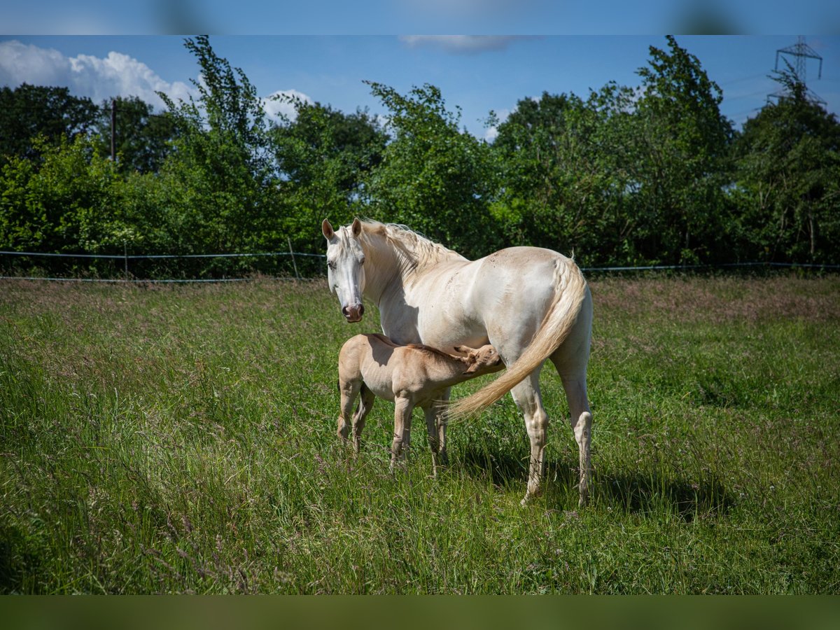 Caballo cuarto de milla Yegua 13 años 154 cm Champán in Stolzenau