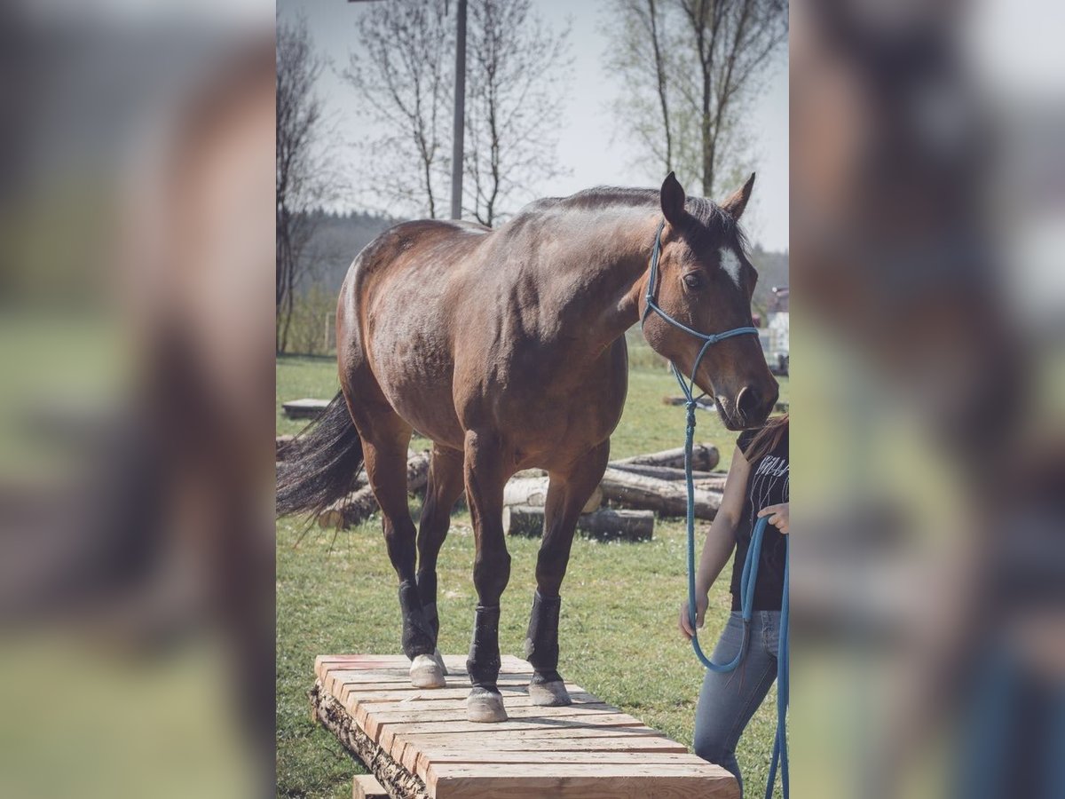Caballo cuarto de milla Yegua 14 años 152 cm Castaño in Albstadt