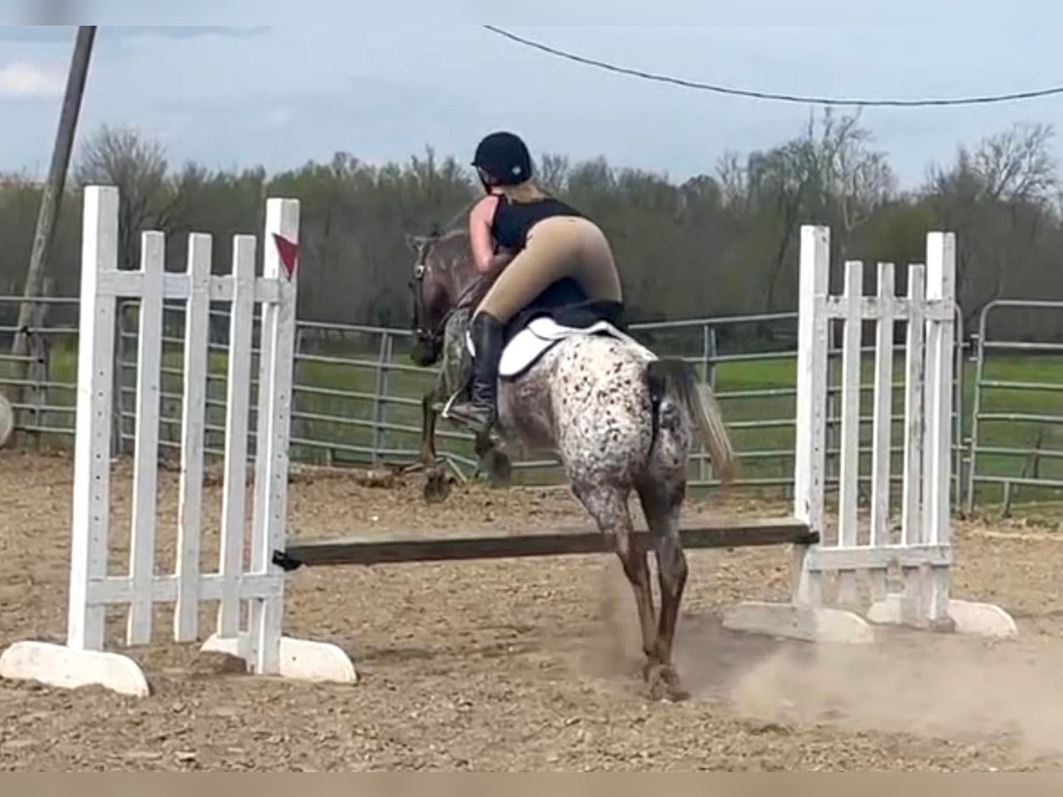 Caballo cuarto de milla Yegua 15 años 137 cm Alazán-tostado in Borden IN