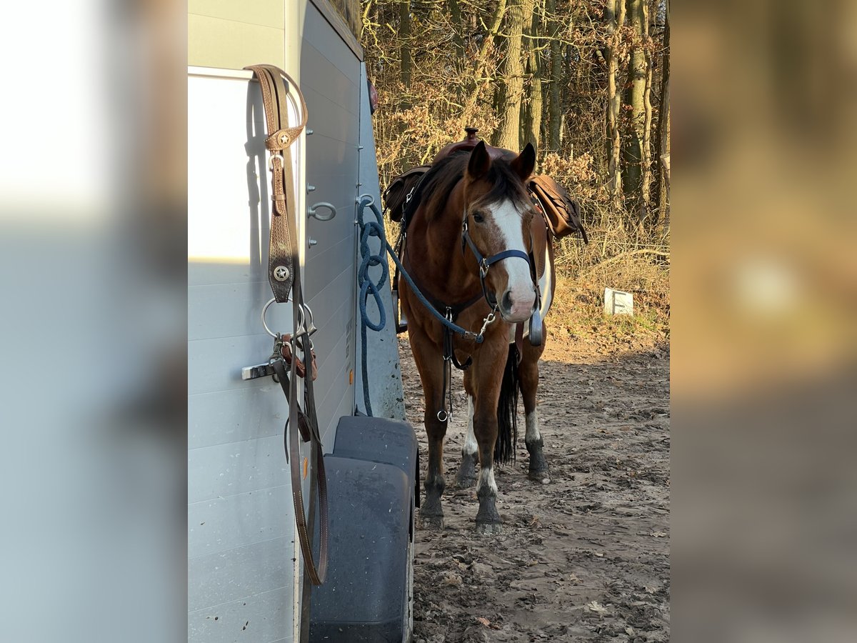 Caballo cuarto de milla Mestizo Yegua 15 años 153 cm Overo-todas las-capas in Gelbensande