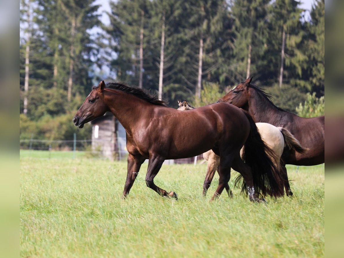 Caballo cuarto de milla Yegua 16 años 148 cm Alazán-tostado in K&#xF6;ln