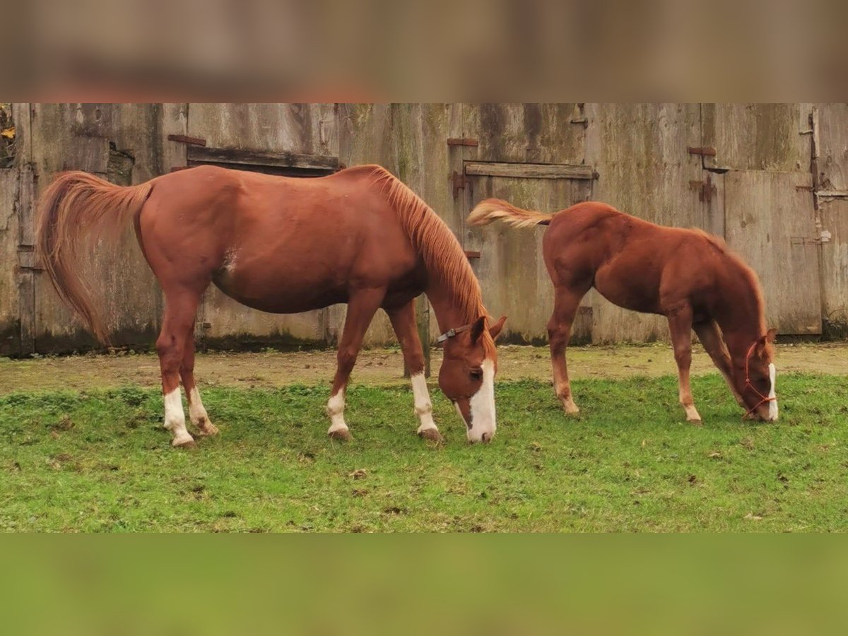 Caballo cuarto de milla Yegua 18 años 155 cm Alazán in Cermenate