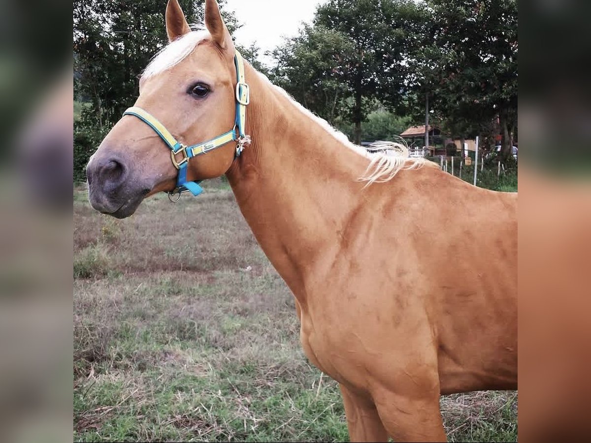 Caballo cuarto de milla Yegua 18 años Palomino in Sant&#39;Eufemia D&#39;Aspromonte&#8217;Aspromonte