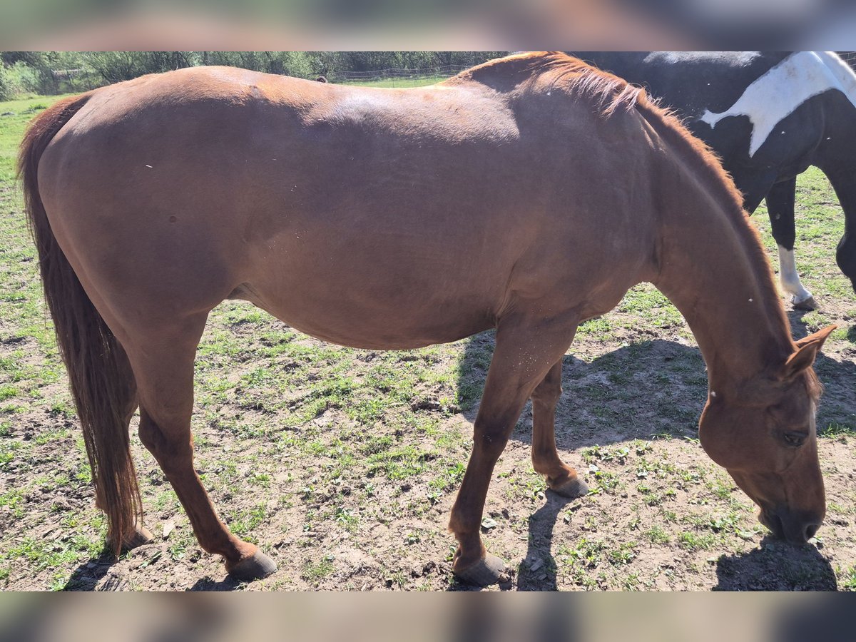 Caballo cuarto de milla Yegua 19 años 154 cm Alazán in Fehl-Ritzhausen