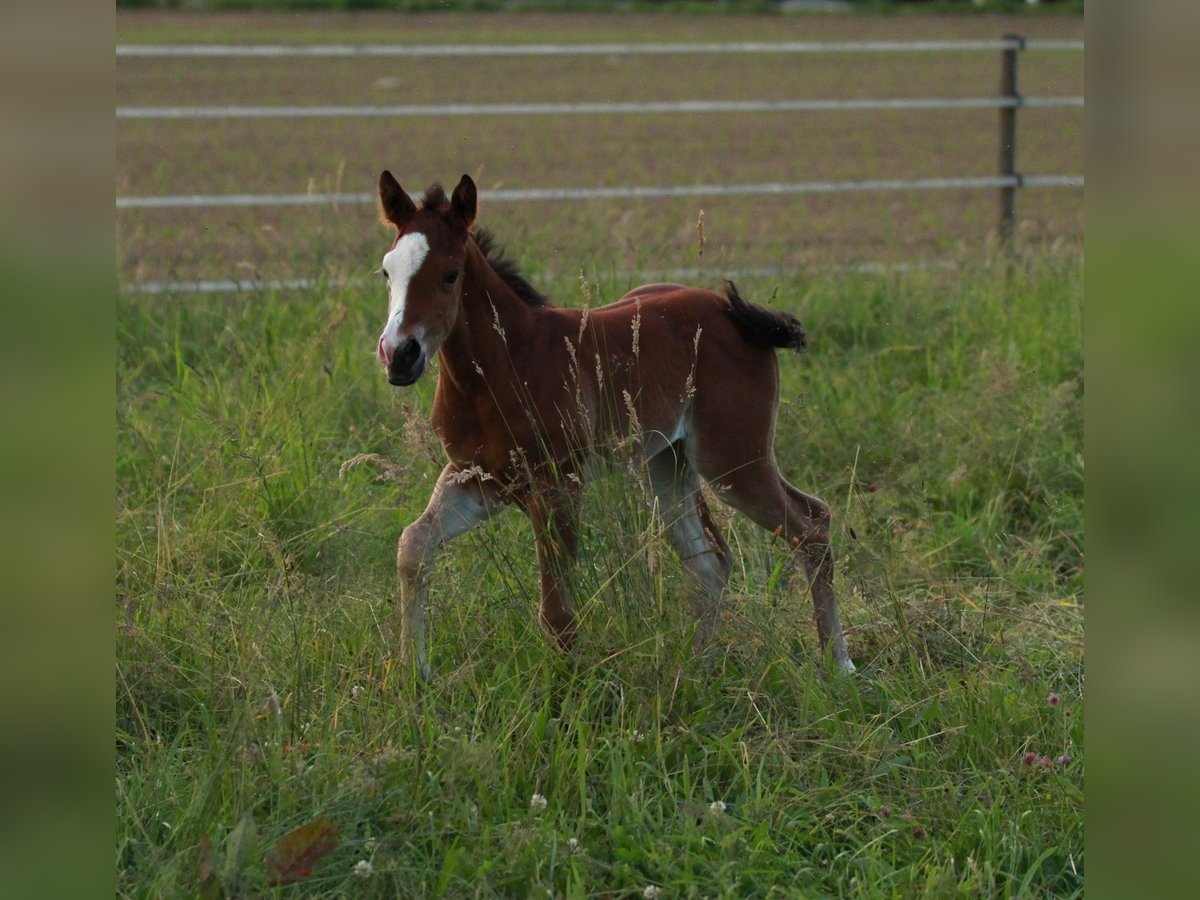 Caballo cuarto de milla Yegua 1 año 146 cm Castaño in Waldshut-Tiengen