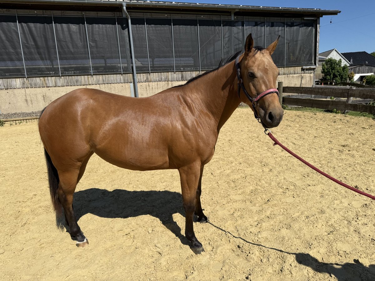 Caballo cuarto de milla Yegua 1 año 147 cm Buckskin/Bayo in Wipperf&#xFC;rth
