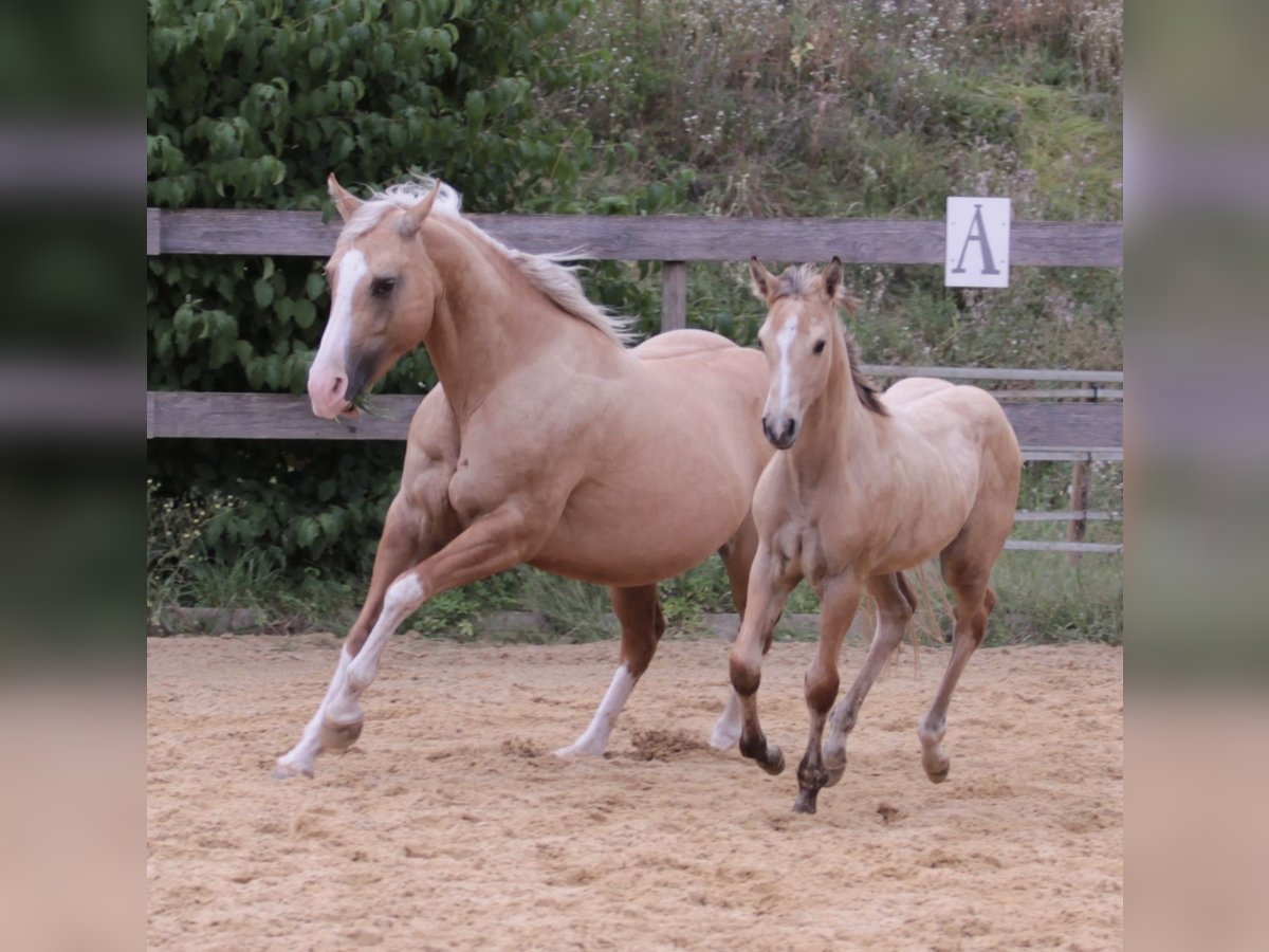 Caballo cuarto de milla Yegua 1 año 148 cm Dunalino (Cervuno x Palomino) in Waldshut-Tiengen