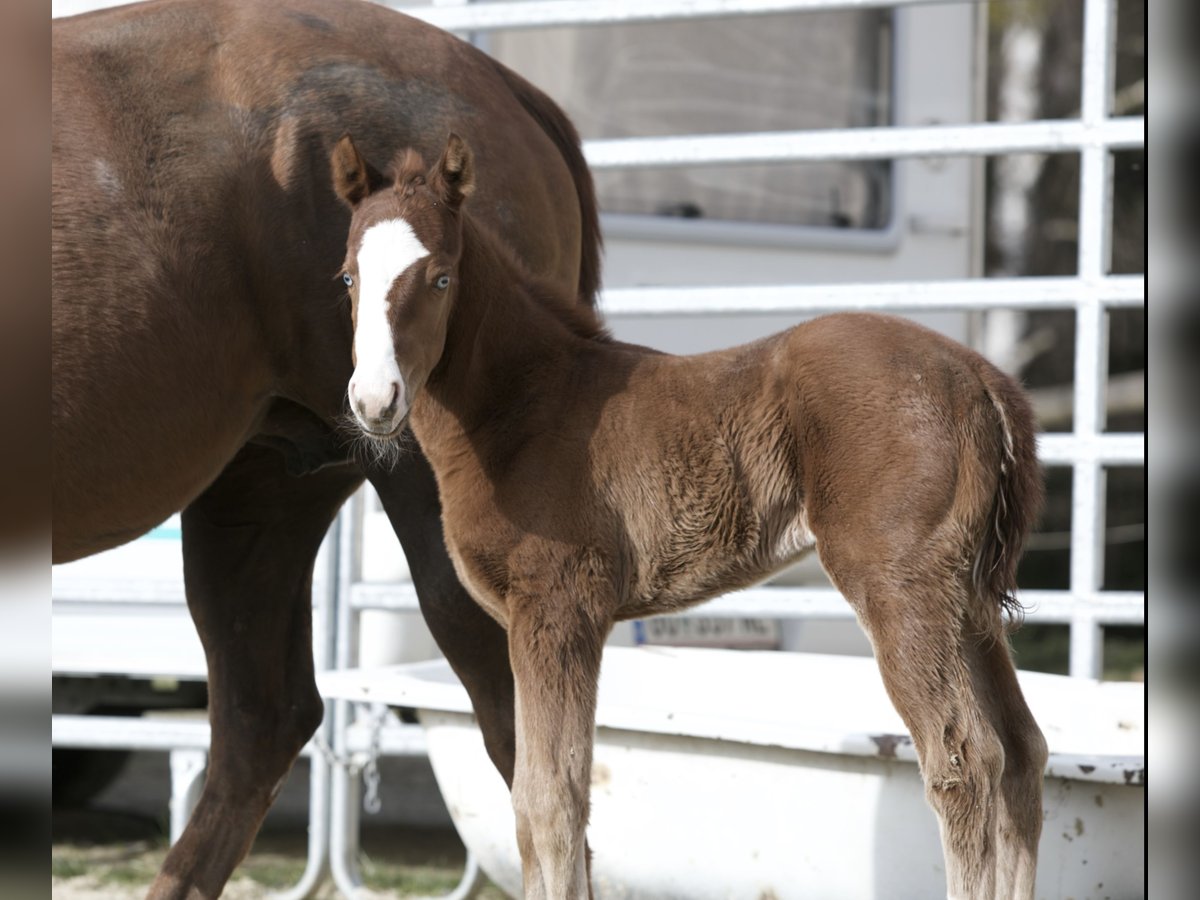 Caballo cuarto de milla Yegua 1 año 150 cm Alazán-tostado in Eschenau