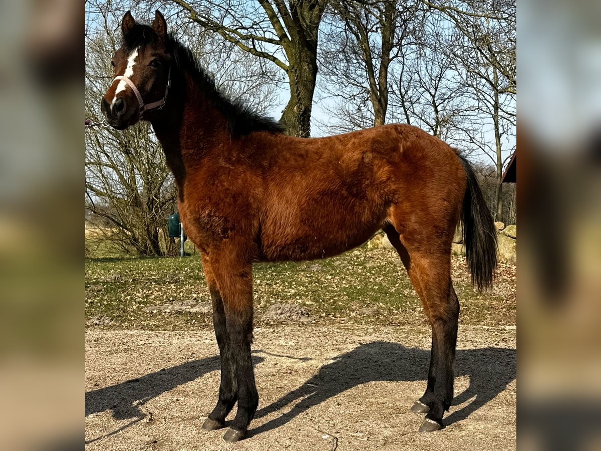 Caballo cuarto de milla Yegua 1 año 150 cm Castaño in Hamburg