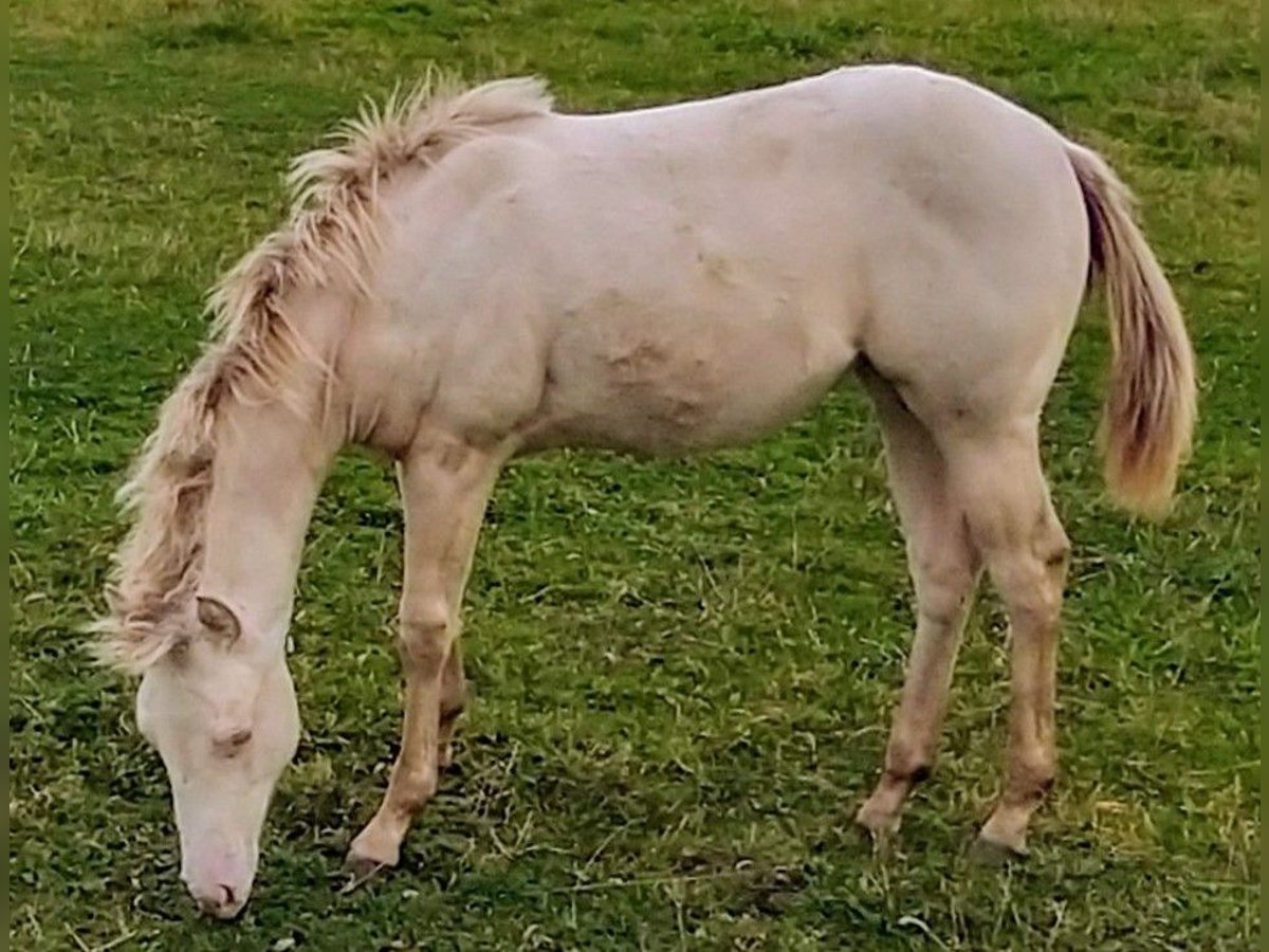 Caballo cuarto de milla Yegua 1 año 150 cm Champán in Nossendorf